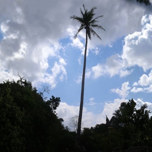 Decorative tall image